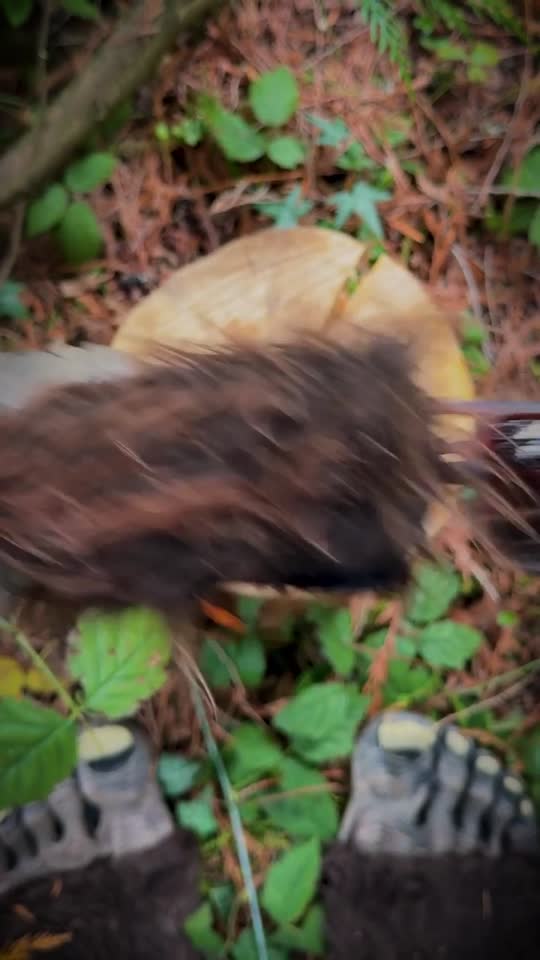 CAMP Glacier Sunglasses - Bigfoot Edition – Shwood Eyewear