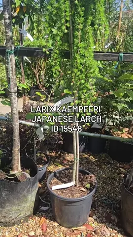 Larix Kaempferi Japanese Larch Tree. Deciduous Conifer