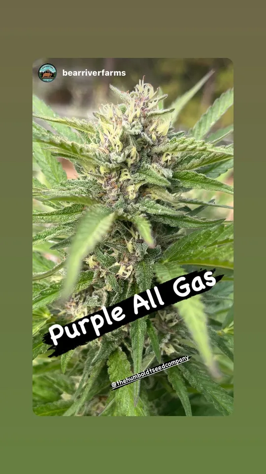 All Gas OG Cannabis Strain - Feminized Seeds | HSC.